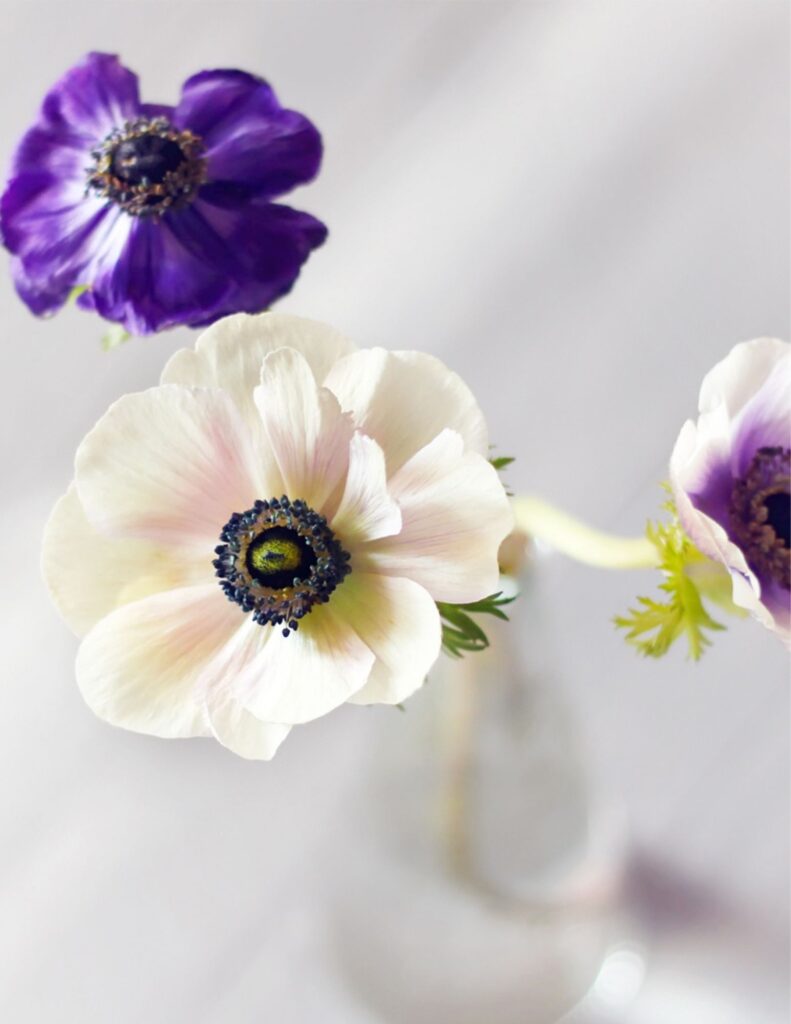 white and purple anemones worth the splurge for your wedding