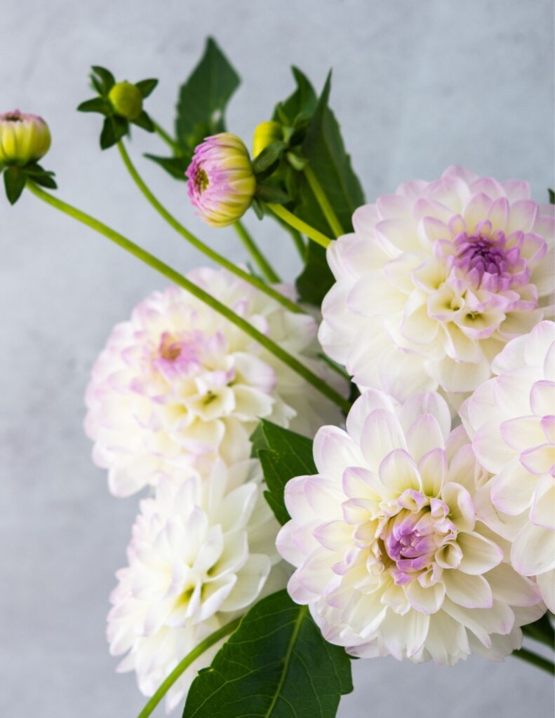 Dahlias perfect flowers to splurge on for your wedding