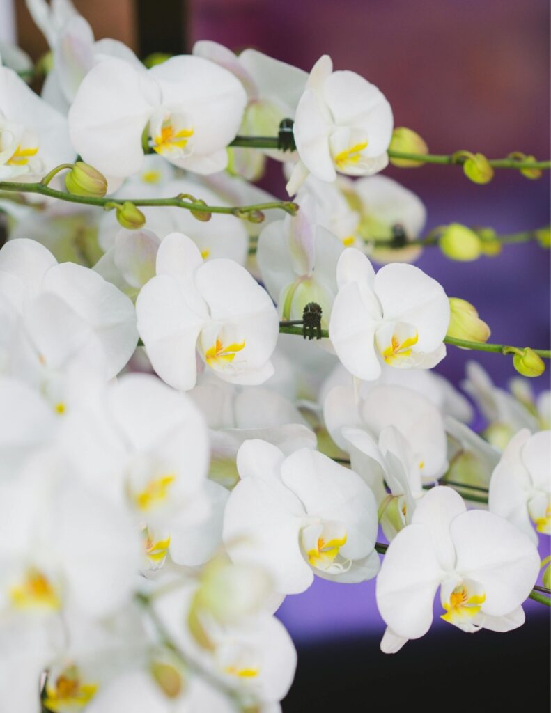 white orchids that is worth the splurge for your wedding