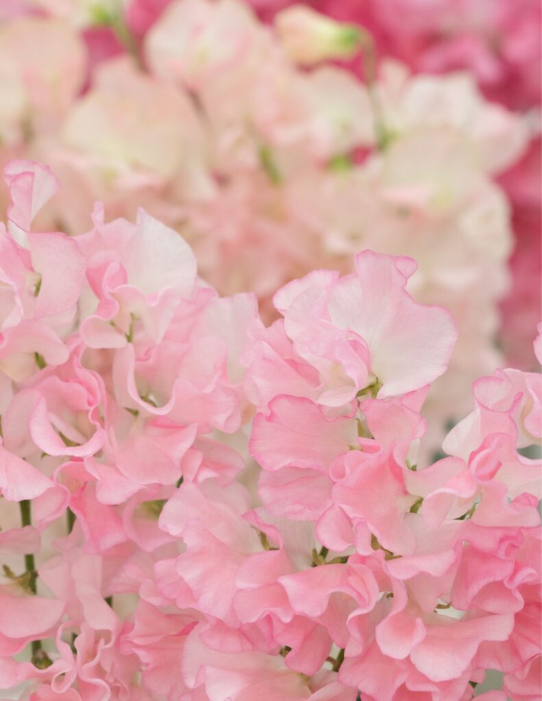 Pink sweet peas that is worth the Splurge