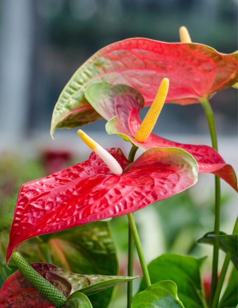 Red anthurium perfect to splurge on for your wedding